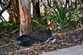 Australian Brush Turkey on forest Royalty Free Stock Photo