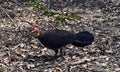 Australian Brush Turkey on forest Royalty Free Stock Photo