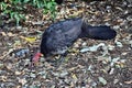 Australian Brush Turkey on forest Royalty Free Stock Photo