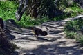 Australian Brush Turkey on forest Royalty Free Stock Photo