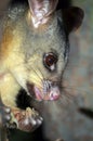 Australian Brushtail possum eating fruit Royalty Free Stock Photo