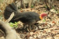Australian brushturkey Royalty Free Stock Photo