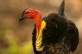 Australian Brushturkey Royalty Free Stock Photo