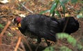 Australian Brushturkey Royalty Free Stock Photo