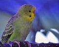 The Australian budgerigar, also known as `budgie`, Melopsittacus undulatus, is probably the most common parakeet. Royalty Free Stock Photo