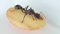 Australian bull ant feeding on apple Royalty Free Stock Photo