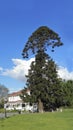 Australian Bunya-Bunya Pine, Camarillo, CA
