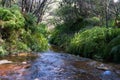 Australian bush creek, Wentworth Falls Royalty Free Stock Photo