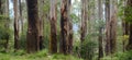 Australian bush dense tree ferns cover the undergrowth