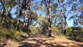 Australian Bush and Eucalypt Forest along the Patonga Pearl Beach Fire Trail