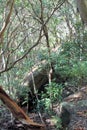 Australian Bush in Ku-ring-gai Chase National Park Royalty Free Stock Photo