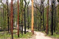 Australian bush land recovering after bush fires