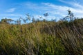 Australian Bush Landscape With Native Shrubs Royalty Free Stock Photo