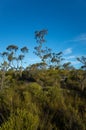 Australian Bush Landscape With Native Shrubs and Eucalyptus Tree Royalty Free Stock Photo