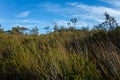 Australian Bush Landscape With Native Shrubs and Eucalyptus Tree Royalty Free Stock Photo