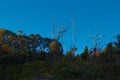 Australian Bush Landscape With Native Shrubs and Eucalyptus Tree Royalty Free Stock Photo