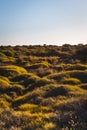 Australian bushland landscape with emu and clear blue sky Royalty Free Stock Photo