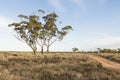 Australian Bush Landscape Royalty Free Stock Photo