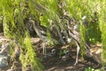 Australian bush stone curlew with young chicks Royalty Free Stock Photo