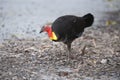 Australian bush turkey pawing Royalty Free Stock Photo