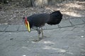Australian bush turkey Royalty Free Stock Photo