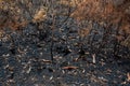 Australian bushfire aftermath: burnt bushes