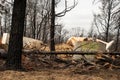 Australian bushfire aftermath: Burnt debris and rubble Royalty Free Stock Photo