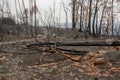 Australian bushfire aftermath: burnt eucalyptus trees and gas bottle damaged by fire Royalty Free Stock Photo