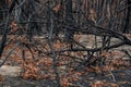 Australian bushfire aftermath: burnt eucalyptus trees suffered from the fire