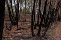 Burnt eucalyptus trees suffered from firestorm