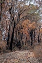 Burnt eucalyptus trees suffered from firestorm and the old railway