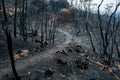 Australian bushfire aftermath: burnt eucalyptus trees suffered from a wildfire