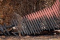 Australian bushfire aftermath: Burnt fence Royalty Free Stock Photo