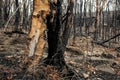 Australian bushfire aftermath: eucalyptus tree burnt completely from inside