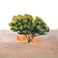 Australian bushfire composition. Green tree burning with fire flames with outback sandy desert background. Environmental awareness Royalty Free Stock Photo