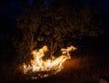 australian bushfire at Night next to a tree in the nothern territory Royalty Free Stock Photo