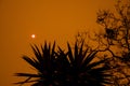 Australian bushfire: trees silhouettes and smoke from bushfires covers the sky and glowing sun barely seen through the smoke. Royalty Free Stock Photo