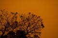 Australian bushfire: trees silhouettes and smoke from bushfires covers the sky and glowing sun barely seen through the smoke. Royalty Free Stock Photo