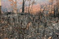 Australian bushfires aftermath: burnt bushes and trees damaged by the fire