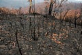 Australian bushfires aftermath: burnt bushes and trees