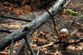 Australian bushfires aftermath: burnt eucalyptus tree and scorched gas bottle