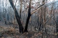 Australian bushfires aftermath