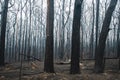 Australian bushfires aftermath: burnt eucalyptus trees damaged by fire Royalty Free Stock Photo