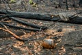 Australian bushfires aftermath: burnt eucalyptus trees and scorched gas bottle