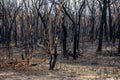 Australian bushfires aftermath: eucalyptus trees damaged by the fire Royalty Free Stock Photo