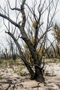 Australian bushfires aftermath: eucalyptus trees recovering after severe fire damage in Currowan fire.