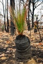 Australian bushfires aftermath: grass tree recovering after severe fire damage Royalty Free Stock Photo