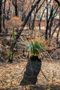 Grass tree and eucalyptus trees recovering after severe bushfire Royalty Free Stock Photo