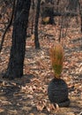 Australian bushfires aftermath: grass tree Xanthorrhoea recovering after severe fire damage Royalty Free Stock Photo