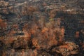 Australian bushfires aftermath: scorched earth after the grassfire and leaves which became orange Royalty Free Stock Photo